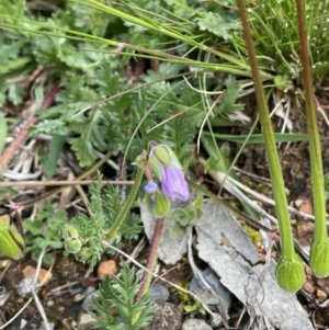 Erodium botrys at Majura, ACT - 18 Sep 2021