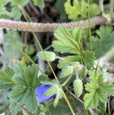 Erodium crinitum (Native Crowfoot) at Majura, ACT - 18 Sep 2021 by JaneR