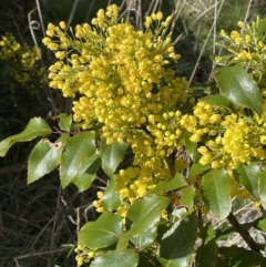 Berberis aquifolium (Oregon Grape) at Majura, ACT - 18 Sep 2021 by JaneR