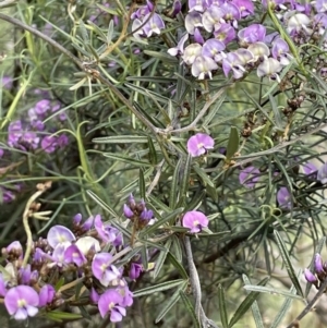 Glycine clandestina at Majura, ACT - 18 Sep 2021 03:52 PM