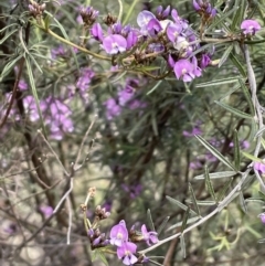 Glycine clandestina at Majura, ACT - 18 Sep 2021 03:52 PM