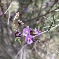 Glycine clandestina at Majura, ACT - 18 Sep 2021 03:52 PM