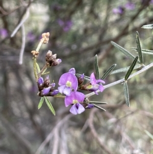 Glycine clandestina at Majura, ACT - 18 Sep 2021 03:52 PM