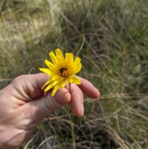 Microseris walteri at Downer, ACT - 18 Sep 2021