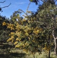 Acacia baileyana (Cootamundra Wattle, Golden Mimosa) at Downer, ACT - 9 Sep 2021 by WalterEgo