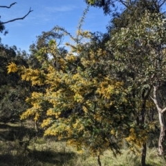 Acacia baileyana (Cootamundra Wattle, Golden Mimosa) at Downer, ACT - 10 Sep 2021 by WalterEgo