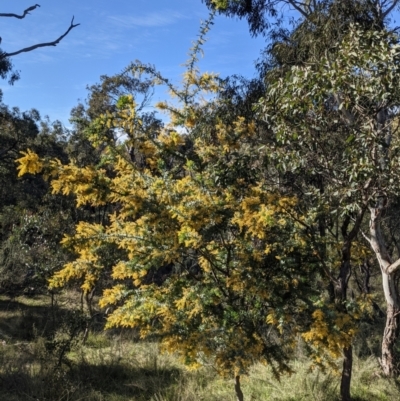 Acacia baileyana (Cootamundra Wattle, Golden Mimosa) at Downer, ACT - 9 Sep 2021 by WalterEgo