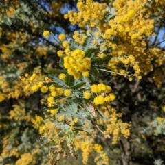 Acacia baileyana at Downer, ACT - 10 Sep 2021