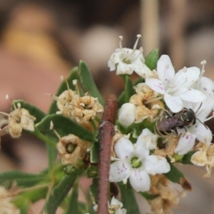 Lipotriches sp. (genus) at Barton, ACT - 7 Jan 2020