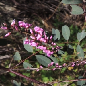 Indigofera australis subsp. australis at Chisholm, ACT - 15 Sep 2021 04:38 PM