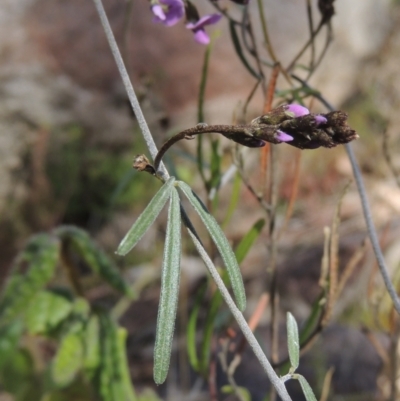 Glycine clandestina (Twining Glycine) at Tennent, ACT - 1 Sep 2021 by michaelb