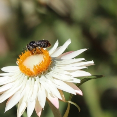 Lipotriches (Austronomia) ferricauda (Halictid bee) at Acton, ACT - 5 Mar 2021 by Tammy