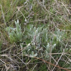 Chrysocephalum apiculatum (Common Everlasting) at Conder, ACT - 17 Sep 2021 by MichaelBedingfield