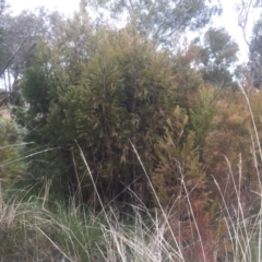 Exocarpos cupressiformis (Cherry Ballart) at Bruce, ACT - 17 Sep 2021 by JohnGiacon