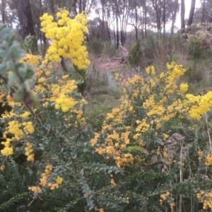 Acacia vestita at Bruce, ACT - 17 Sep 2021