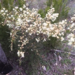 Acacia genistifolia (Early Wattle) at Bruce, ACT - 17 Sep 2021 by jgiacon