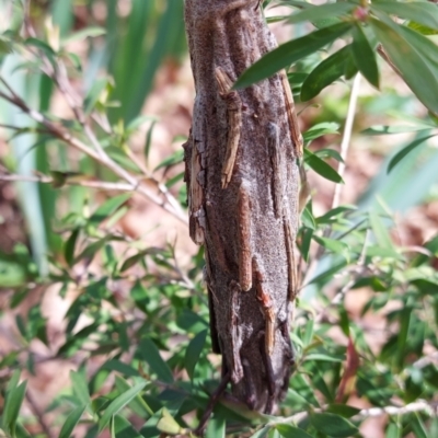 Metura elongatus (Saunders' Case Moth) at Downer, ACT - 19 Sep 2021 by Dominique
