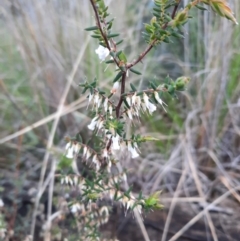 Leucopogon fletcheri subsp. brevisepalus (Twin Flower Beard-Heath) at Acton, ACT - 18 Sep 2021 by Sarah2019