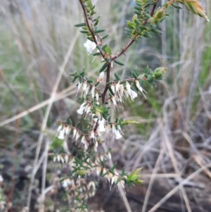 Styphelia fletcheri subsp. brevisepala at Acton, ACT - 18 Sep 2021