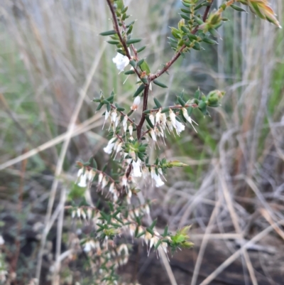 Styphelia fletcheri subsp. brevisepala (Twin Flower Beard-Heath) at Acton, ACT - 18 Sep 2021 by Sarah2019