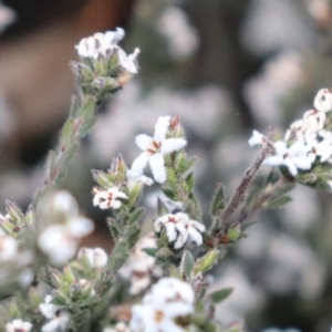 Leucopogon microphyllus var. pilibundus at Downer, ACT - 18 Sep 2021