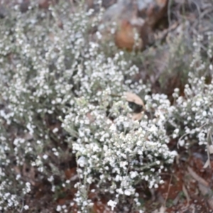 Leucopogon microphyllus var. pilibundus at Downer, ACT - 18 Sep 2021