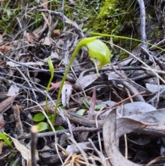 Pterostylis nutans (Nodding Greenhood) at Point 5805 - 18 Sep 2021 by Sarah2019