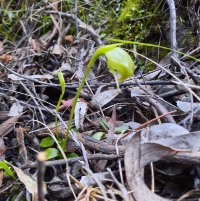 Pterostylis nutans (Nodding Greenhood) at Acton, ACT - 18 Sep 2021 by Sarah2019