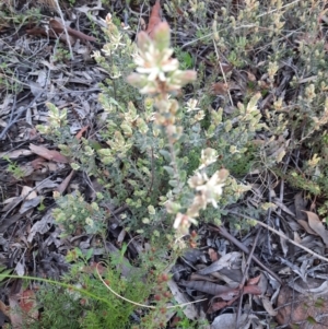 Brachyloma daphnoides at Downer, ACT - 18 Sep 2021