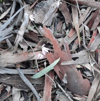 Caladenia fuscata (Dusky Fingers) at Acton, ACT - 18 Sep 2021 by Sarah2019
