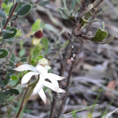 Caladenia ustulata (Brown Caps) at Acton, ACT - 18 Sep 2021 by Sarah2019