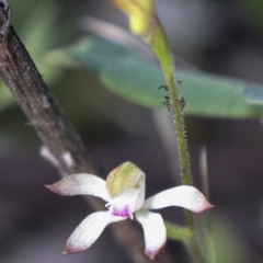 Caladenia ustulata (Brown Caps) at Acton, ACT - 18 Sep 2021 by Sarah2019