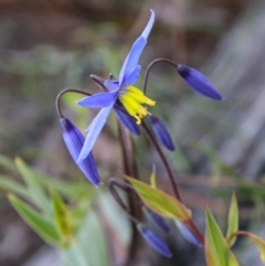 Stypandra glauca at Acton, ACT - 18 Sep 2021