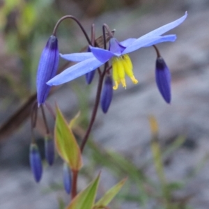 Stypandra glauca at Acton, ACT - 18 Sep 2021