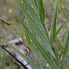 Stypandra glauca at Acton, ACT - 18 Sep 2021