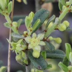 Phyllanthus occidentalis at Acton, ACT - 18 Sep 2021