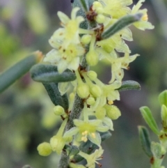 Phyllanthus occidentalis at Acton, ACT - 18 Sep 2021 05:13 PM