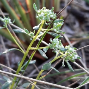 Poranthera microphylla at Acton, ACT - 18 Sep 2021