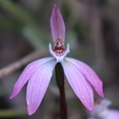 Caladenia fuscata (Dusky Fingers) at Acton, ACT - 18 Sep 2021 by Sarah2019