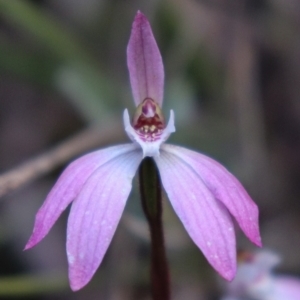 Caladenia fuscata at Acton, ACT - suppressed