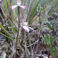 Caladenia fuscata at Acton, ACT - suppressed