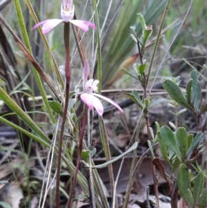 Caladenia fuscata at Acton, ACT - suppressed