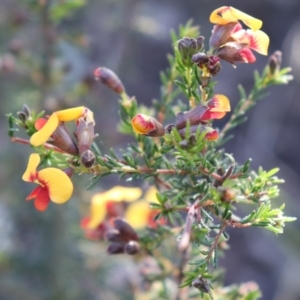 Dillwynia phylicoides at Acton, ACT - 18 Sep 2021 04:47 PM