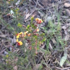 Dillwynia phylicoides at Acton, ACT - 18 Sep 2021 04:47 PM