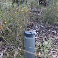 Dillwynia phylicoides at Acton, ACT - 18 Sep 2021 04:47 PM