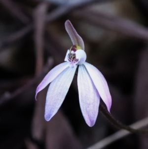 Caladenia fuscata at suppressed - suppressed