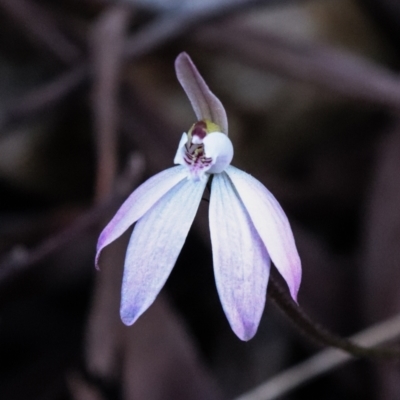 Caladenia fuscata (Dusky Fingers) at Acton, ACT - 18 Sep 2021 by Sarah2019