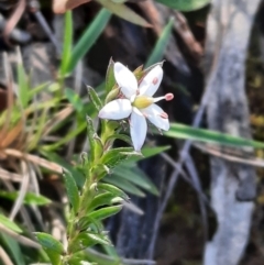 Rhytidosporum procumbens at Acton, ACT - 18 Sep 2021