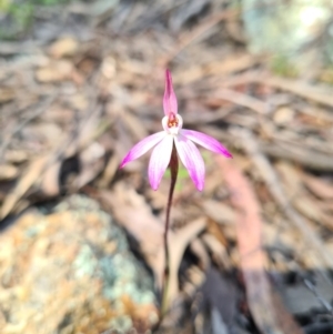 Caladenia fuscata at Stromlo, ACT - 19 Sep 2021