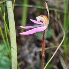 Caladenia fuscata at Stromlo, ACT - 19 Sep 2021